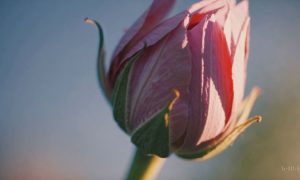 Una flor abriendo su capullo en cámara lenta, como representación visual de las capacidades de Sora, la herramienta de OpenAI que genera videos.